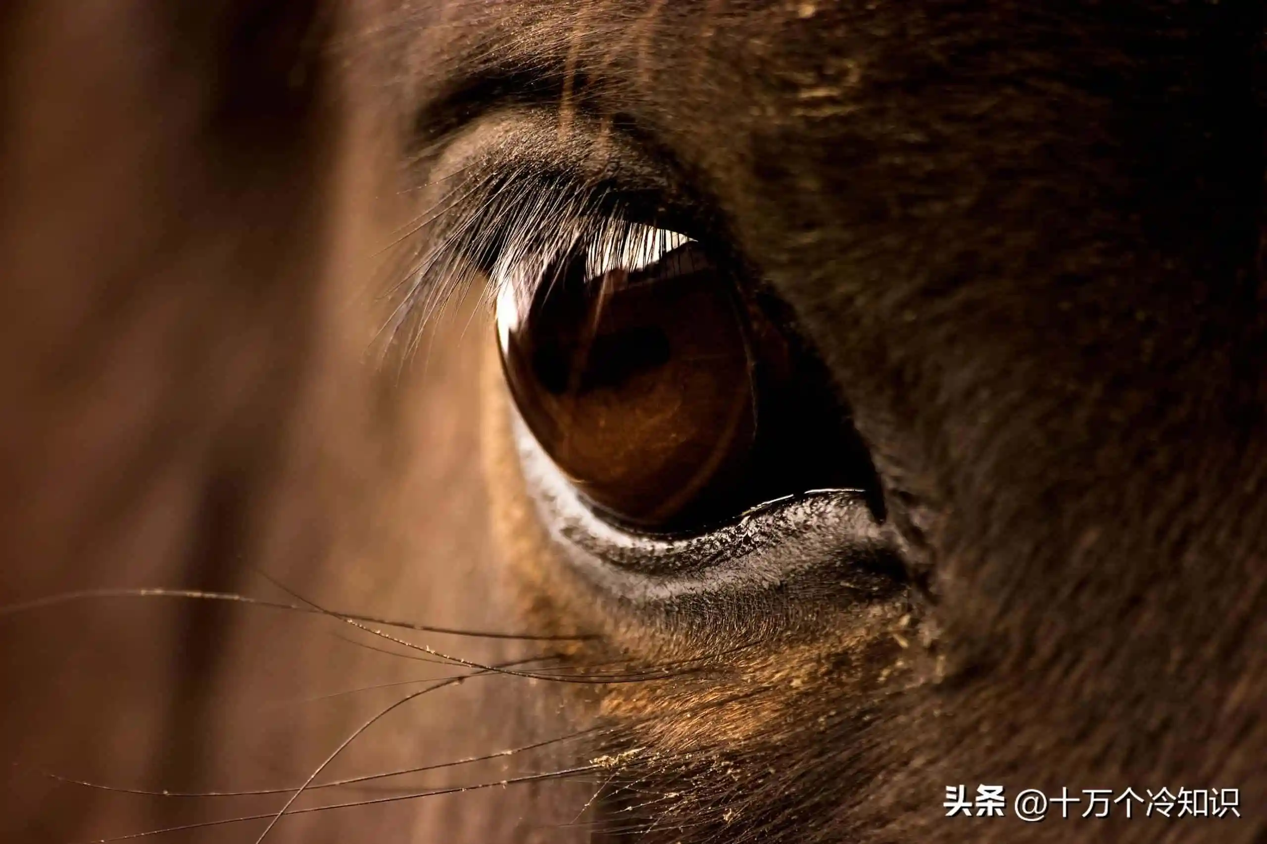 黑暗中的“五只眼”是什么?...