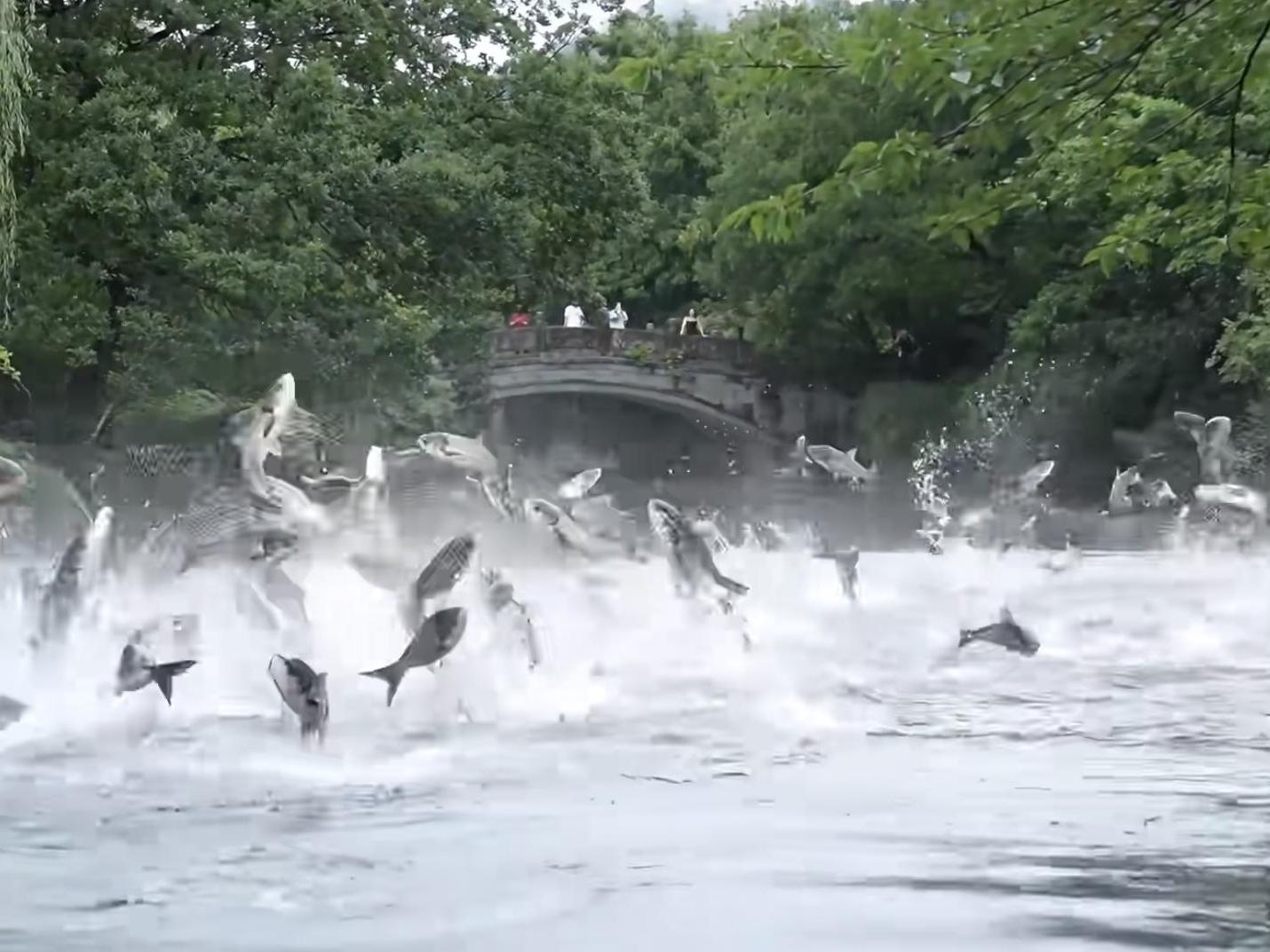 人工水坑出现鱼类原因 西湖是天然湖还是人工湖