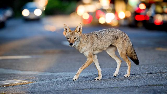动物也在城市化？