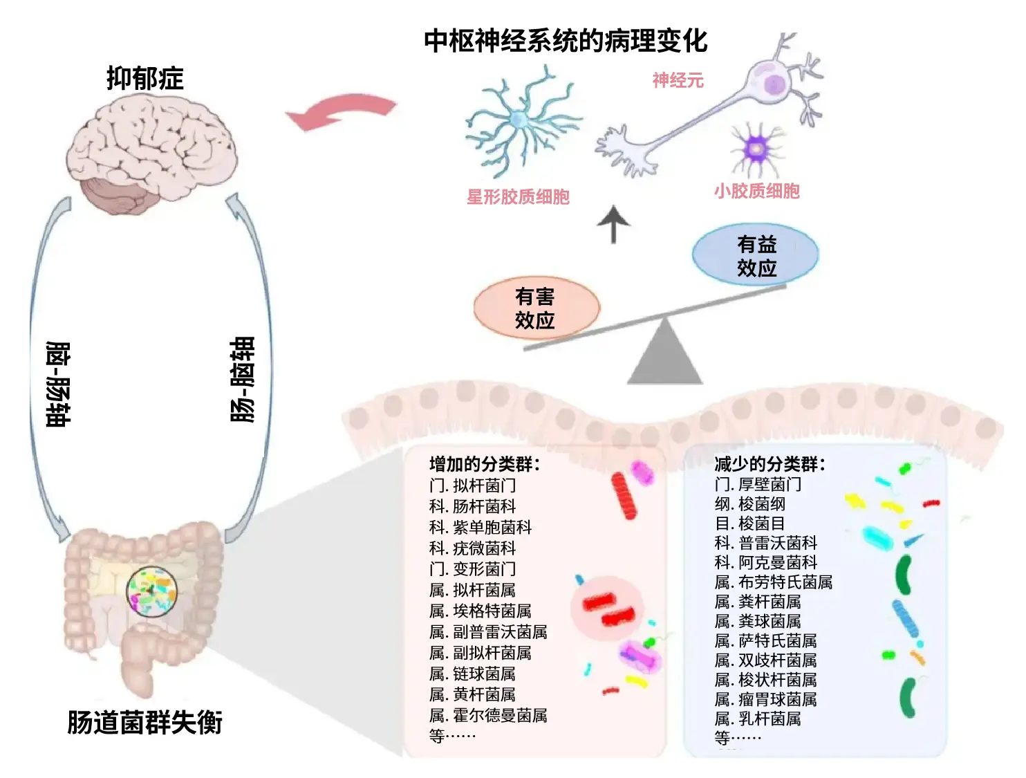 健康的肠道对心理和精神健康有什么好处？...