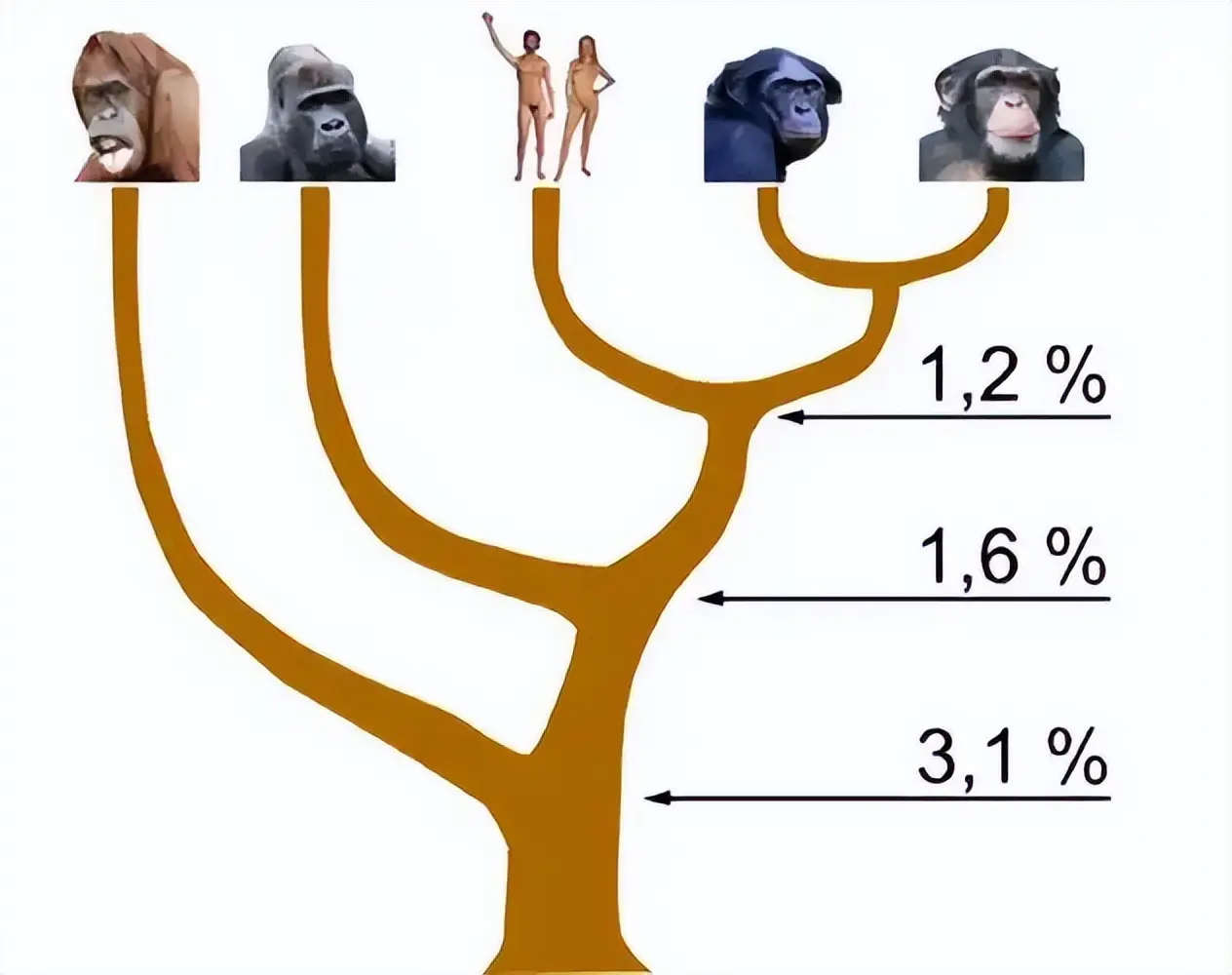 人类为什么会是一条“超级改进版”的肉鳍鱼？...