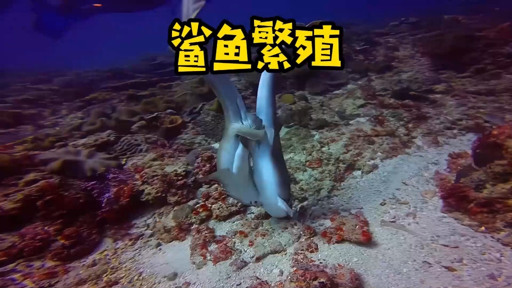 鲨鱼到底是怎么繁殖的？为什么有的开始无性繁殖了？