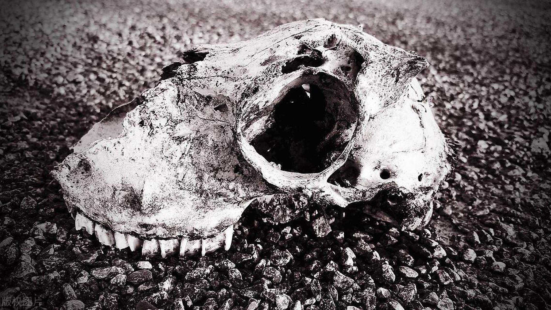 第二次生物大灭绝原因，或正在今天的地球上重现，现状...