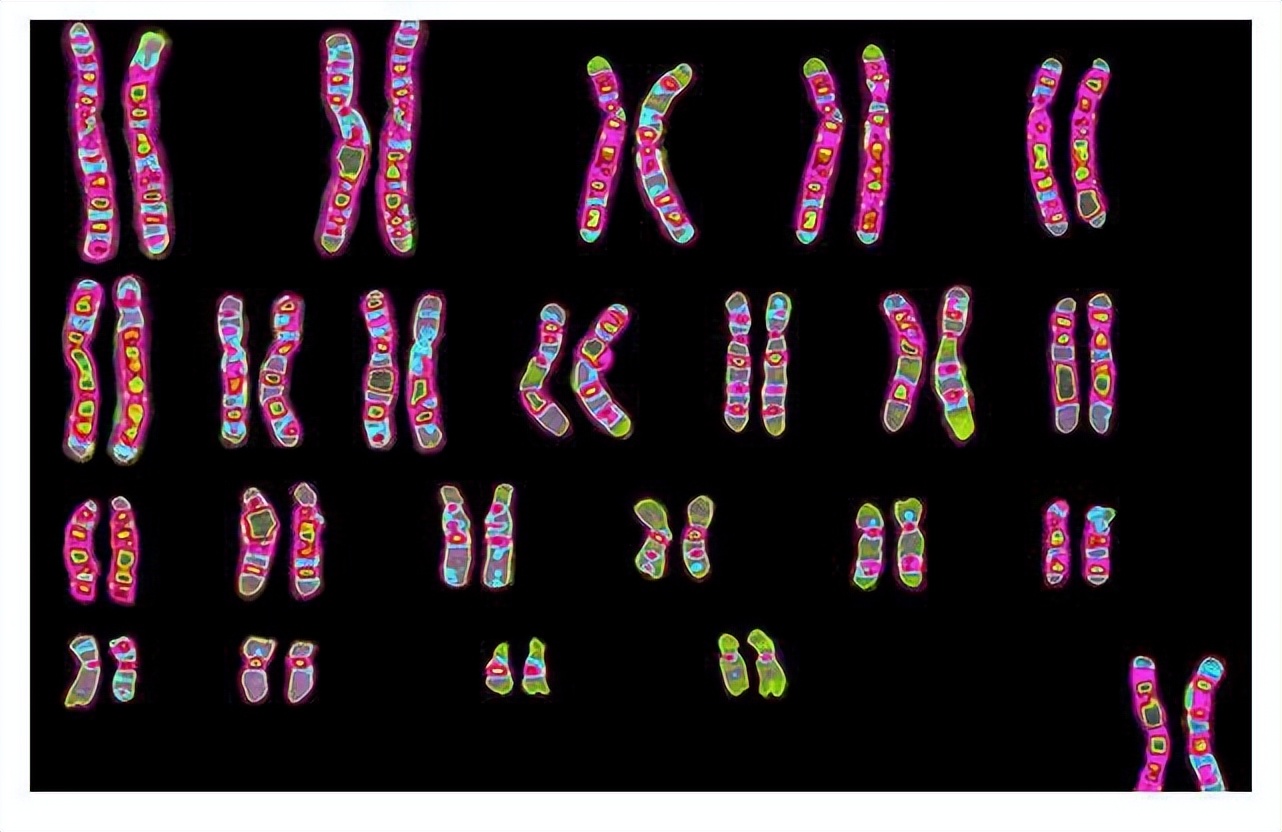 Y染色体真的会消失吗？未来地球上的男人会去哪儿？