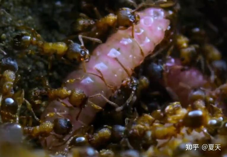 地球上会不会进化出人类的天敌，以人类为食？...