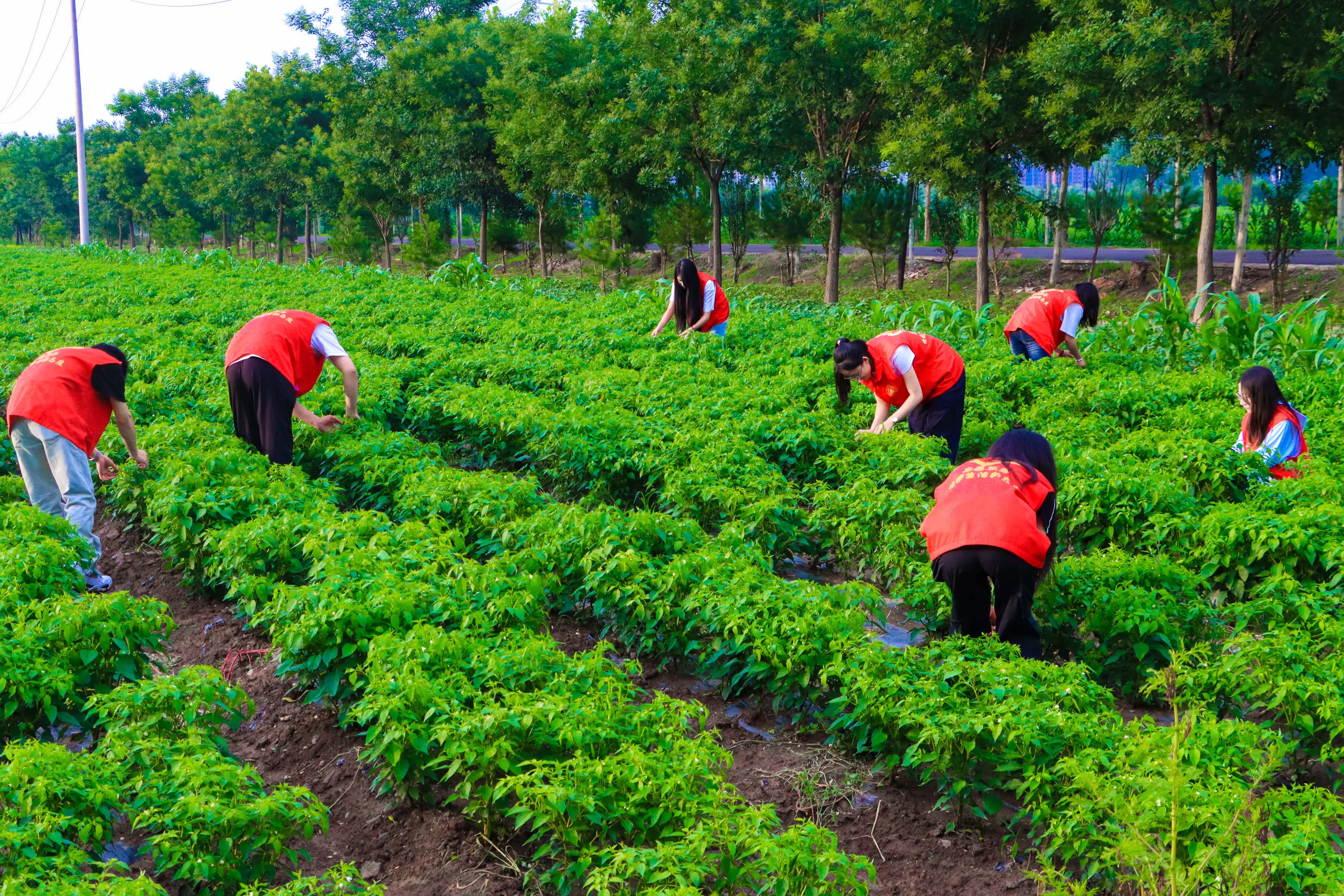 农业致富好项目有哪些 新型农产品种植前景如何