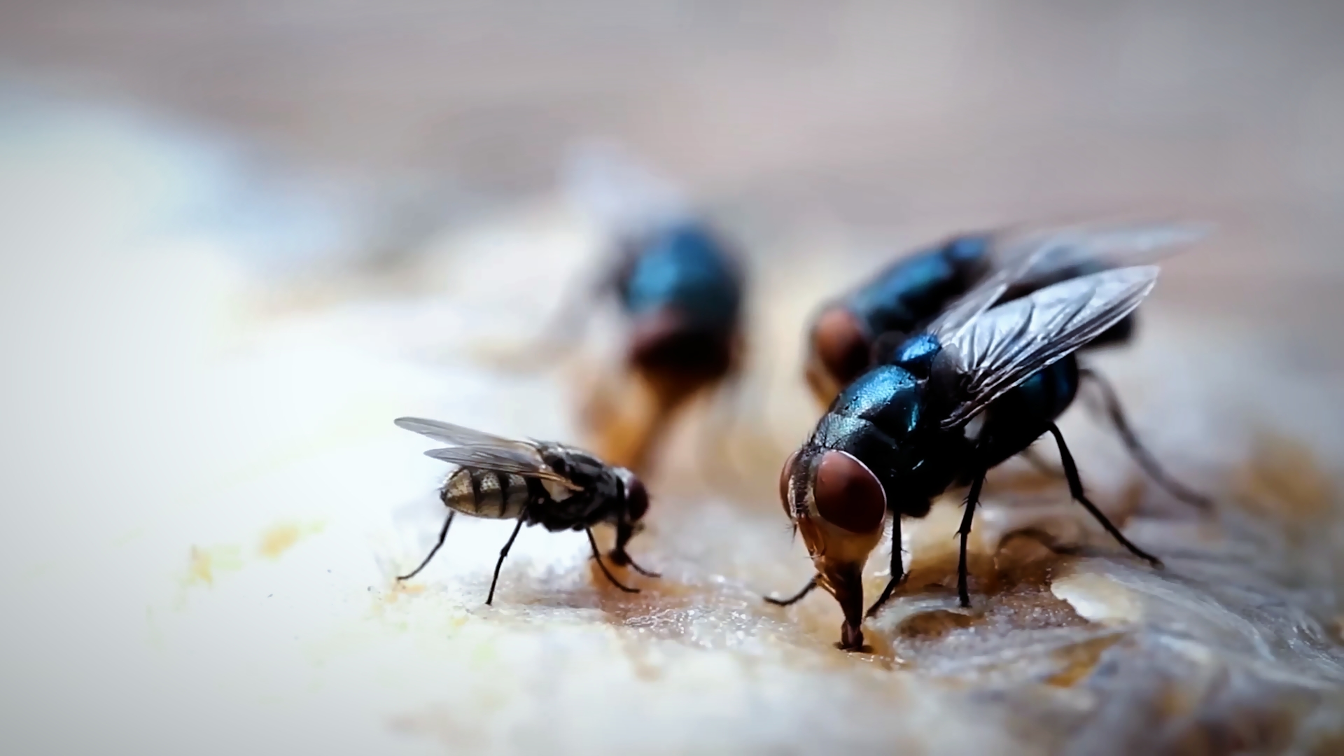 被苍蝇碰过的食物还能吃 苍蝇爬过的食物如何处理