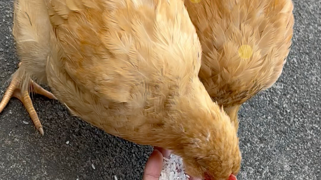 小鸡啄米什么意思啊 鸡啄米是什么意思