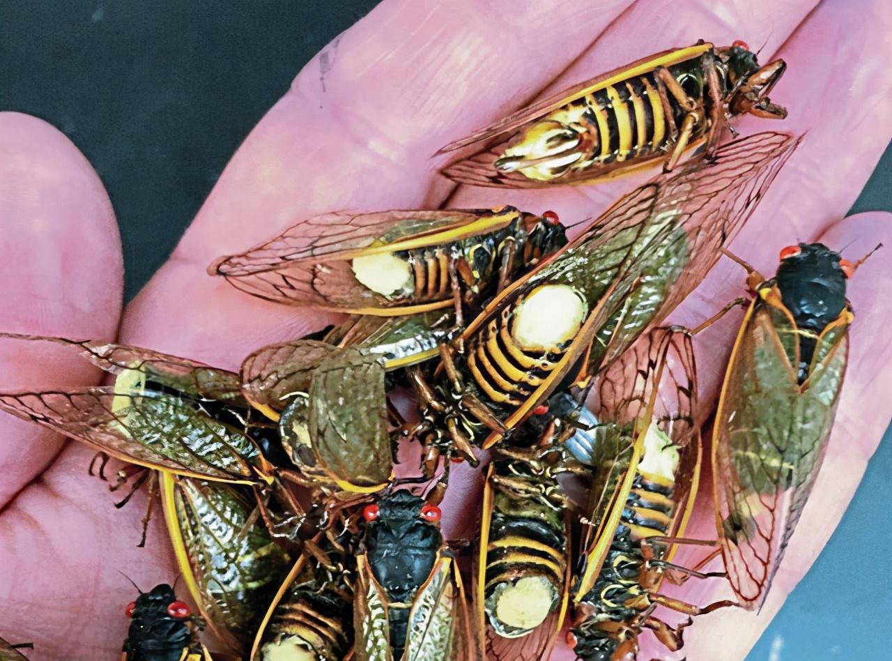 僵尸蝉腹部消失不死之谜 真菌操控昆虫繁殖真相