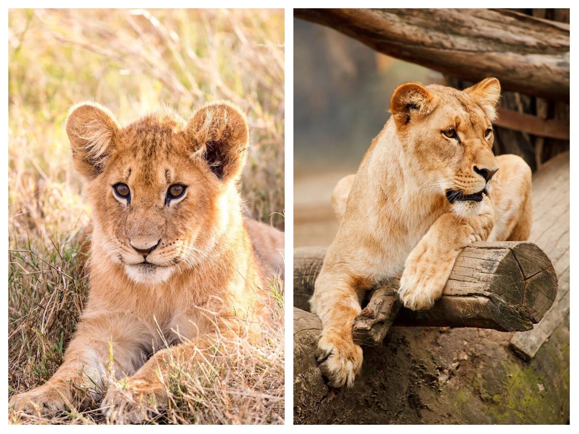 中国吃货都征服不了的非洲大蜗牛，它们是如何入侵中国...