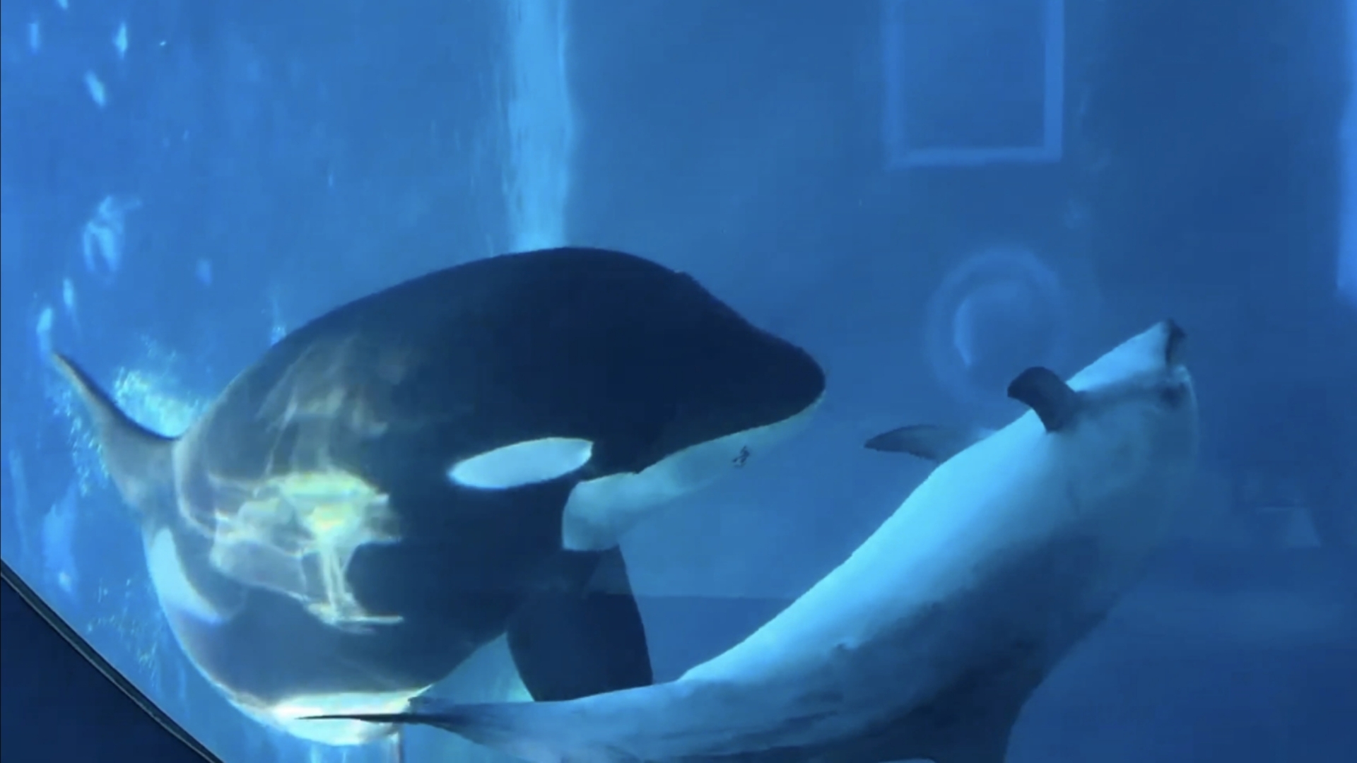 为什么海豚和虎鲸会救人类？它们真的这么聪明吗？