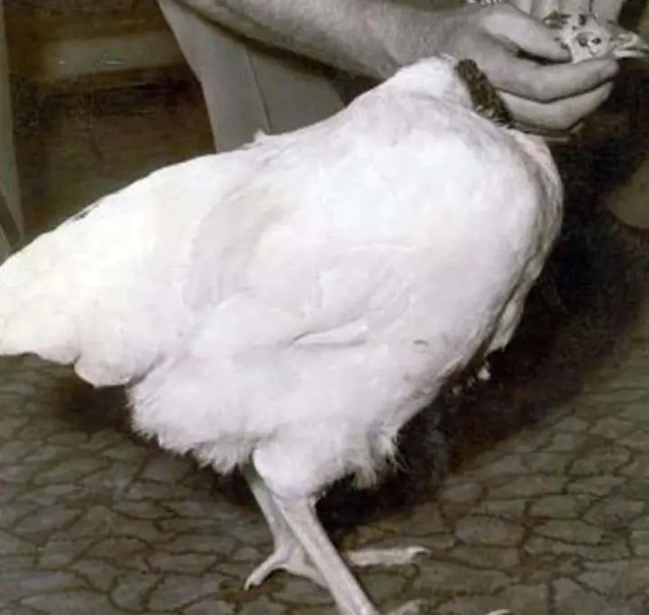 这只鸡被砍去了头，为什么还能活18个月...