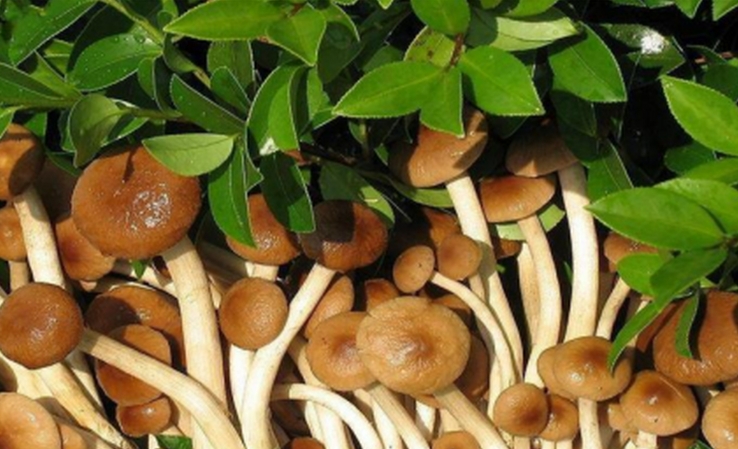 吃蘑菇可延缓智力衰退吗？...