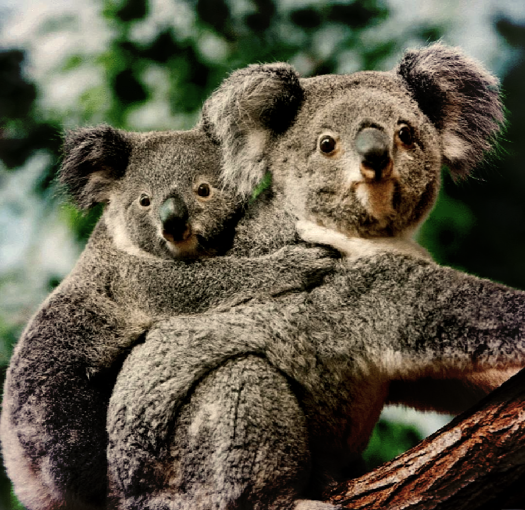 攀在澳洲：像考拉一样悬挂...