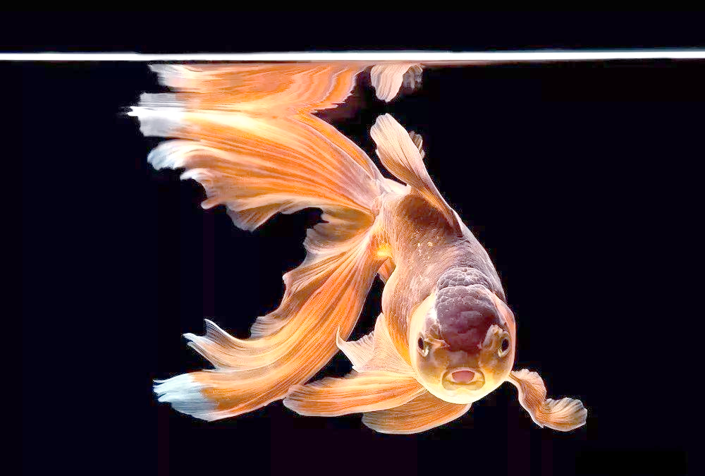 球藻沉浮的秘密植物...