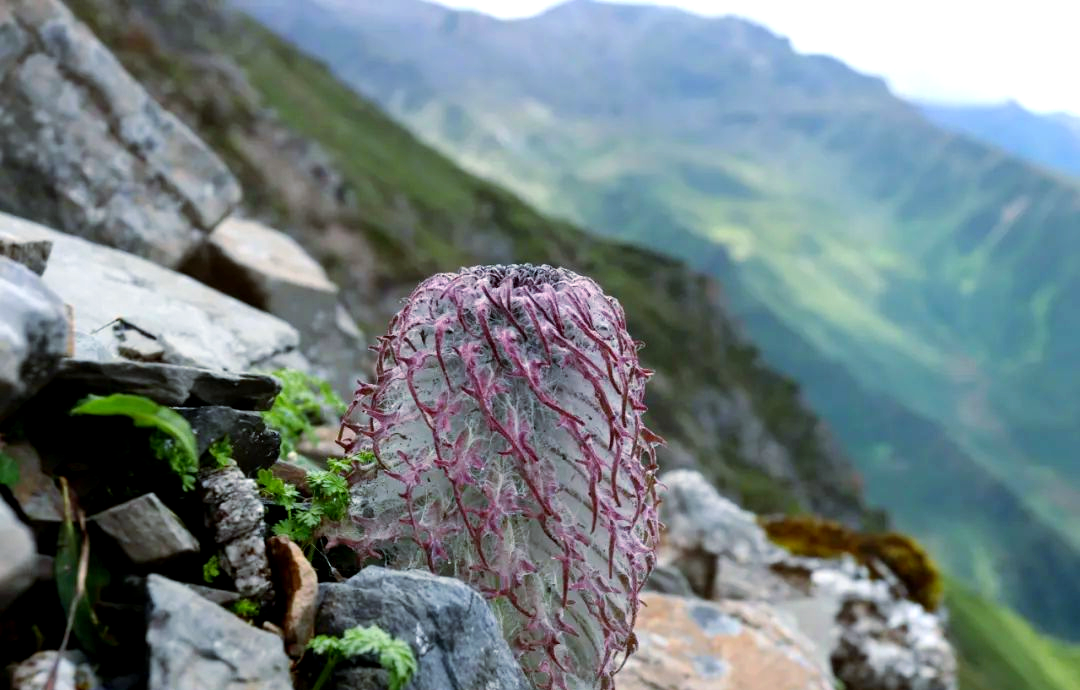 珠峰海拔6159米长出植被 青藏高原生态变化说明什么