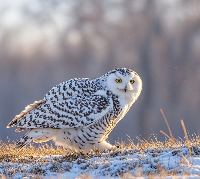 北极鸟类生存智慧 鸟类捕食迁徙特征揭秘