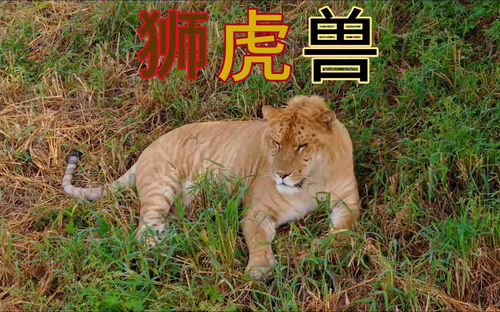 狮虎兽到底是什么？它们能繁衍后代吗？狮虎兽和虎狮兽哪个更大？