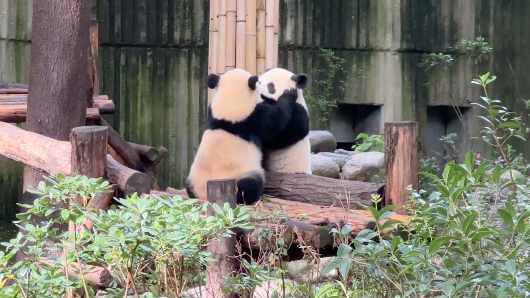 动物找对象靠打架 大熊猫抢配偶为啥这么拼