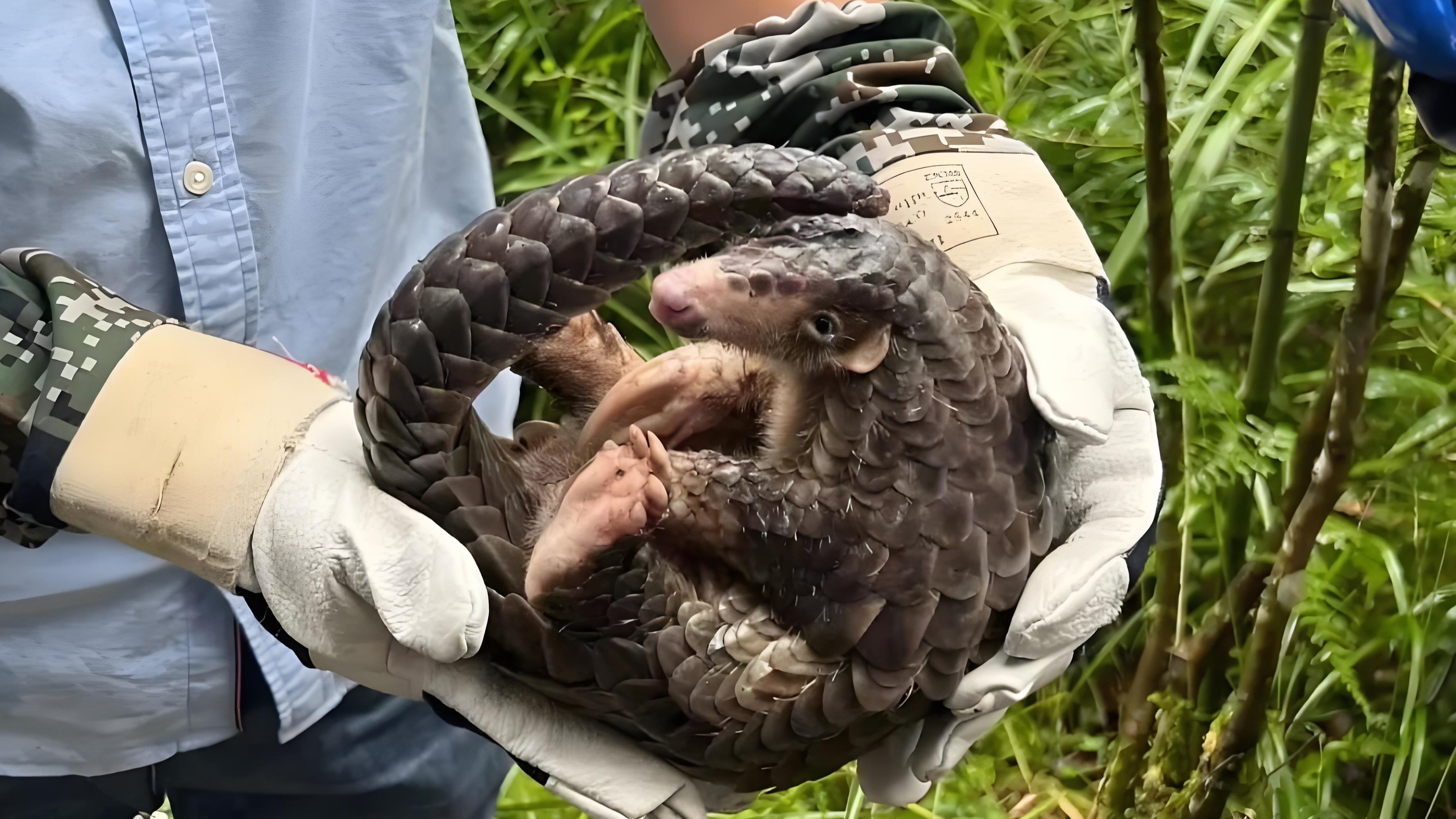 中国野生动物保护区盘点 珍稀动物栖息地推荐