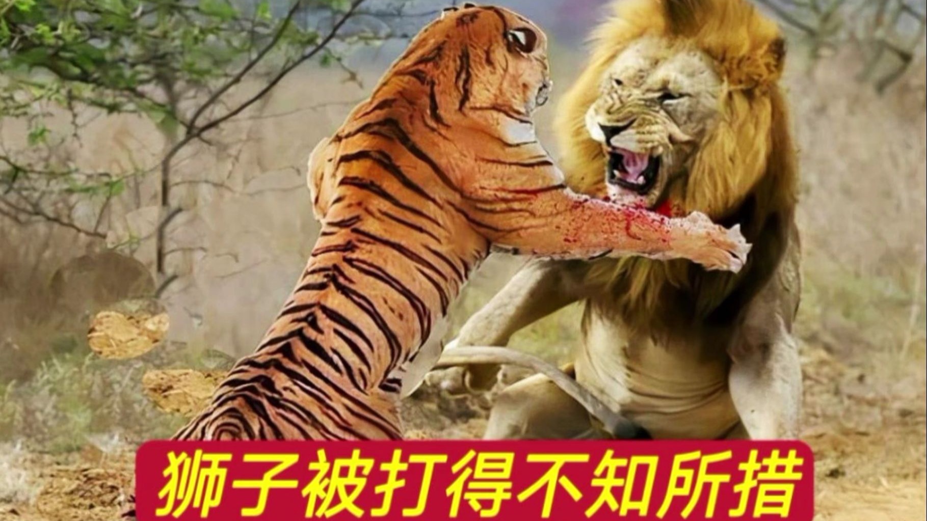 体型相当的豹子和老虎对战，孰强孰弱？...