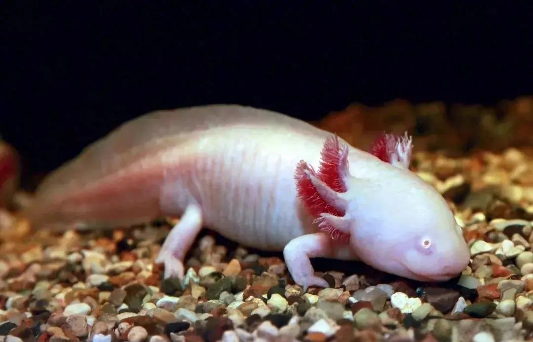 欧洲洞螈为什么叫龙仔 7年不吃不喝不动的神奇生物