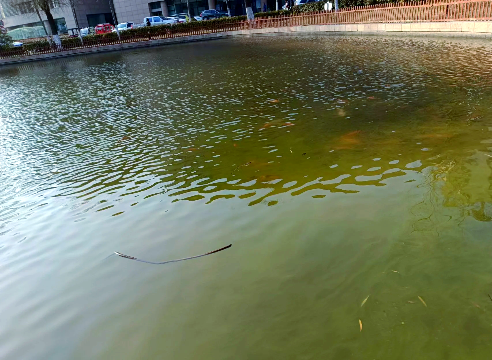 人工挖掘的水池，不久就会诞生鱼，难道生命在自然产生...