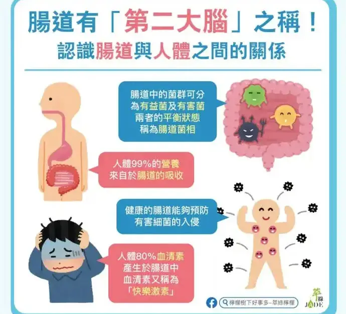 肠道健康与大脑关联 肠道如何影响情绪健康