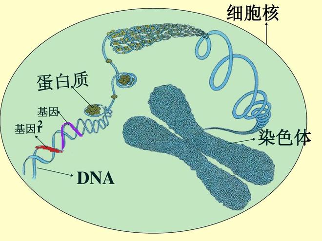 变恐龙，说人话 ：宠物的神奇未来？...