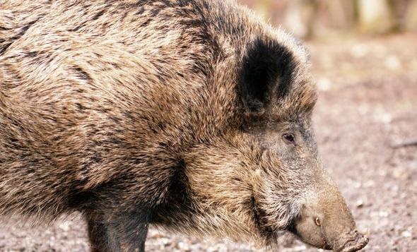 野猪泛滥成灾怎么办 人猪大战损失谁来承担