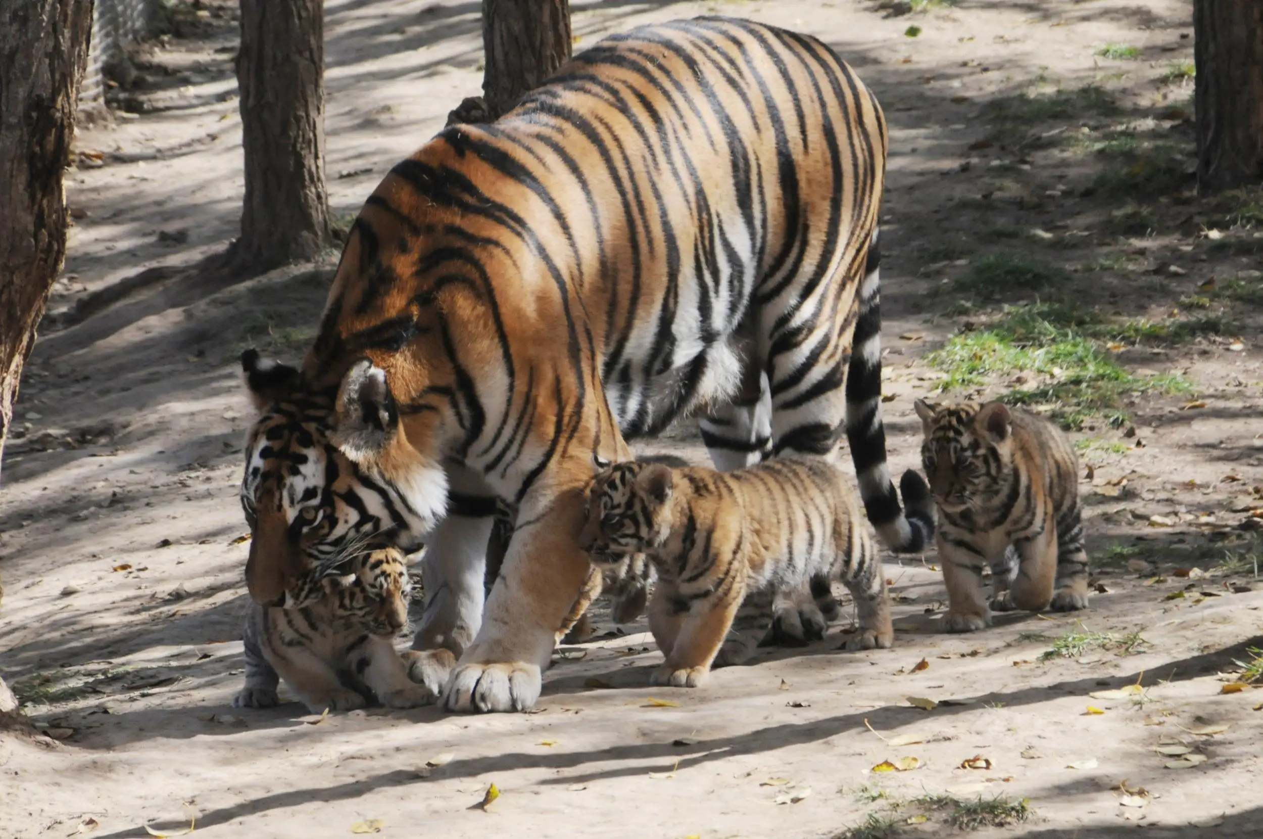 地球这个林子，存在着一百多万种动物？...