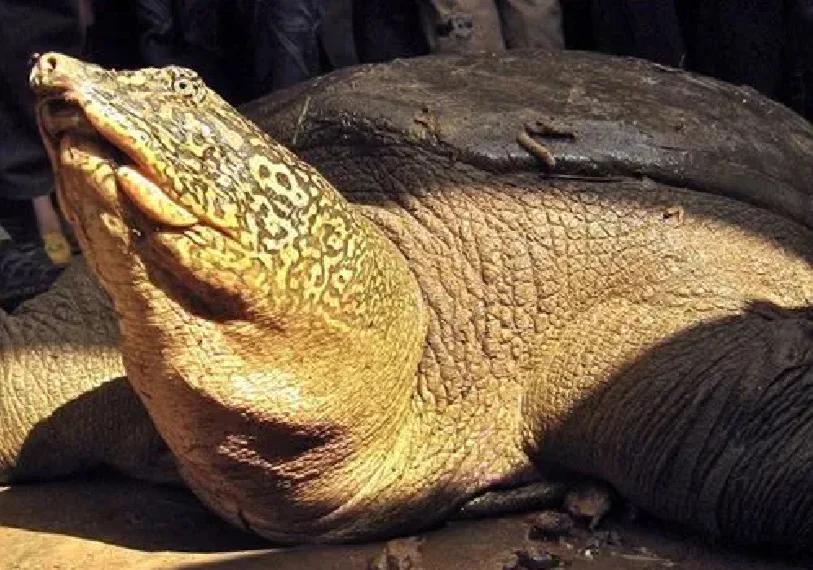 全球仅剩三只斑鳖，它们将来真的会灭绝吗？