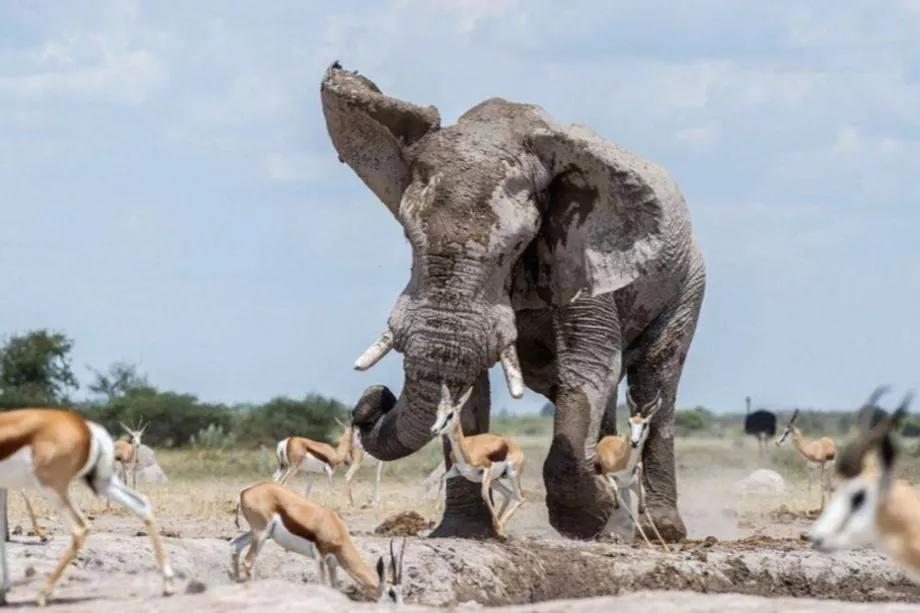 非洲象被20万只“麻雀”集体攻击，到底发生了什么？...