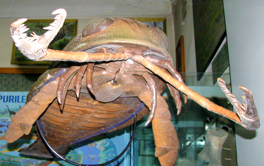 史前巨蛛板足鲎 中国活化石有哪些