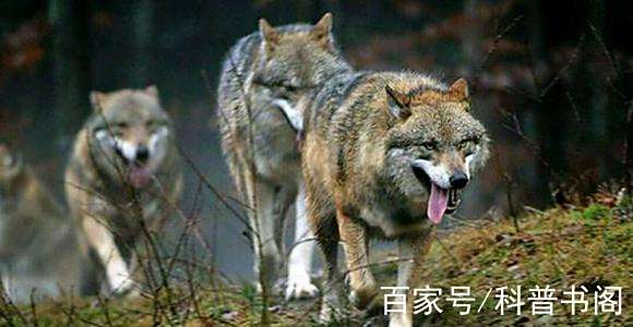 农村老人说：进山带盐可以防狼。你相信吗？...