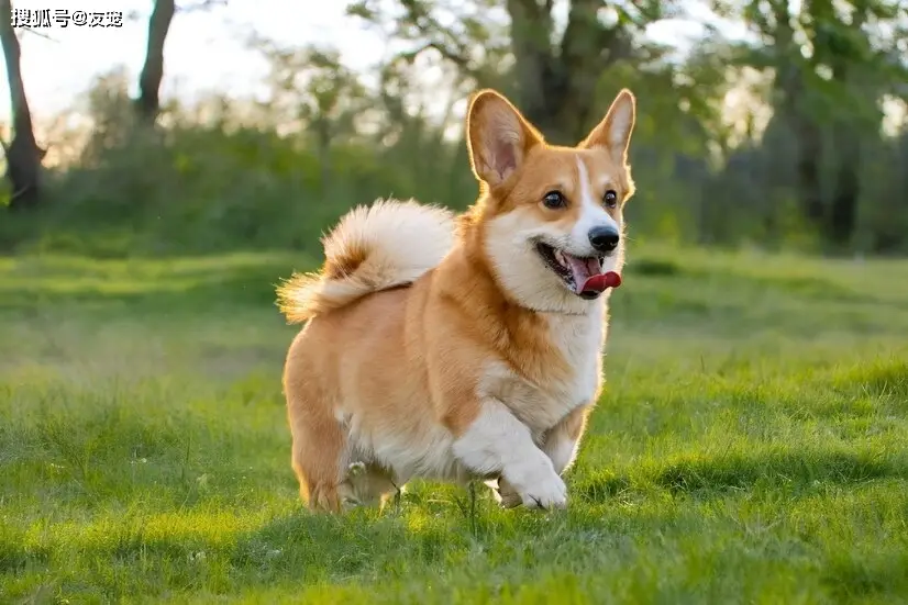 柯基发胖原因 猫咪易胖品种