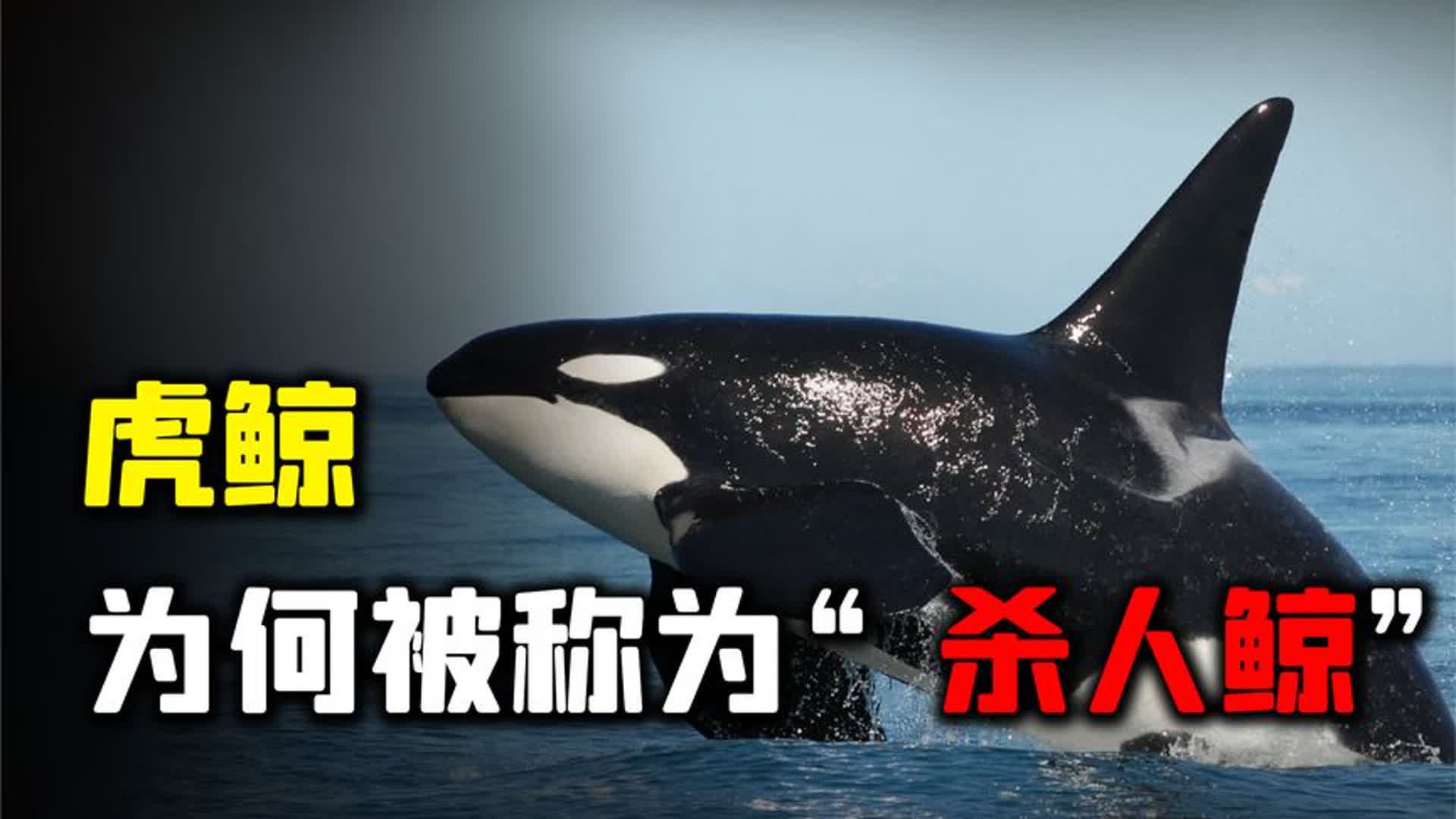 为什么从不袭击人类的虎鲸突然疯狂攻击船只了？