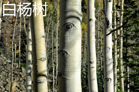 从朝鲜弹道导弹改进看栅格翼技术...