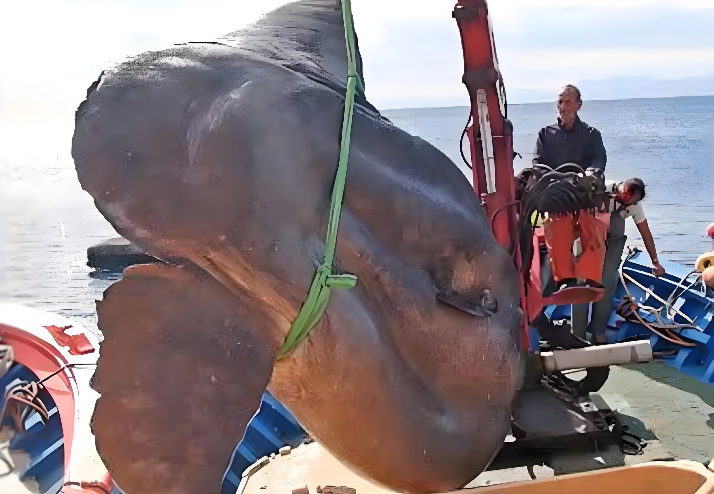 被吃了一半也不懂反抗的翻车鱼，为何不会灭绝？...