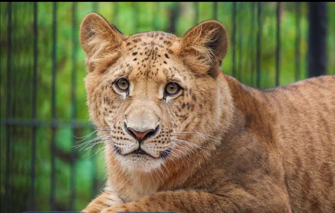 世界首只狮狮虎兽琪拉亚,为什么狮虎兽可以和雄狮产生...