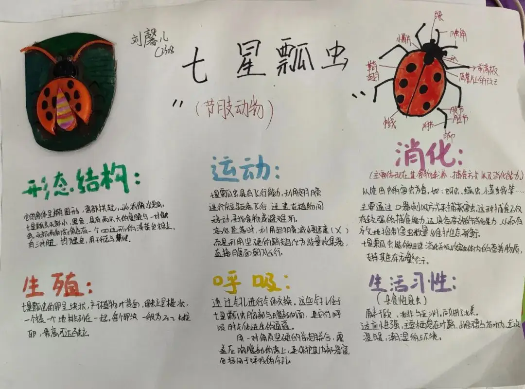 昆虫世界大揭秘 人类从动物身上学到什么