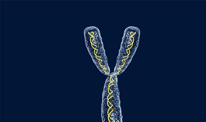 Y染色体在萎缩,人类男性或将从地球灭绝?...